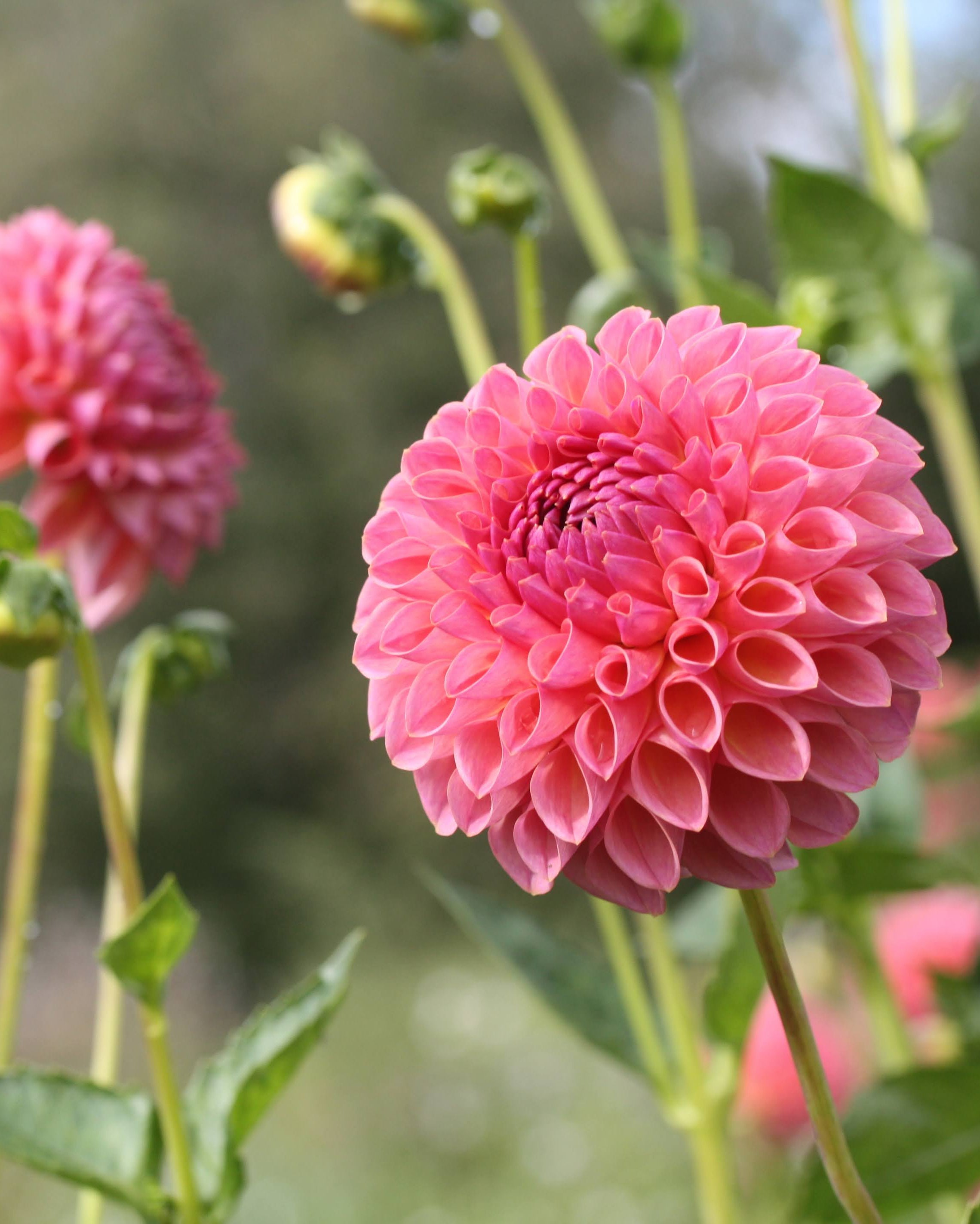 Georgine Hapet Coppery dekorativ kaktusgeorgine med spisse kronblad