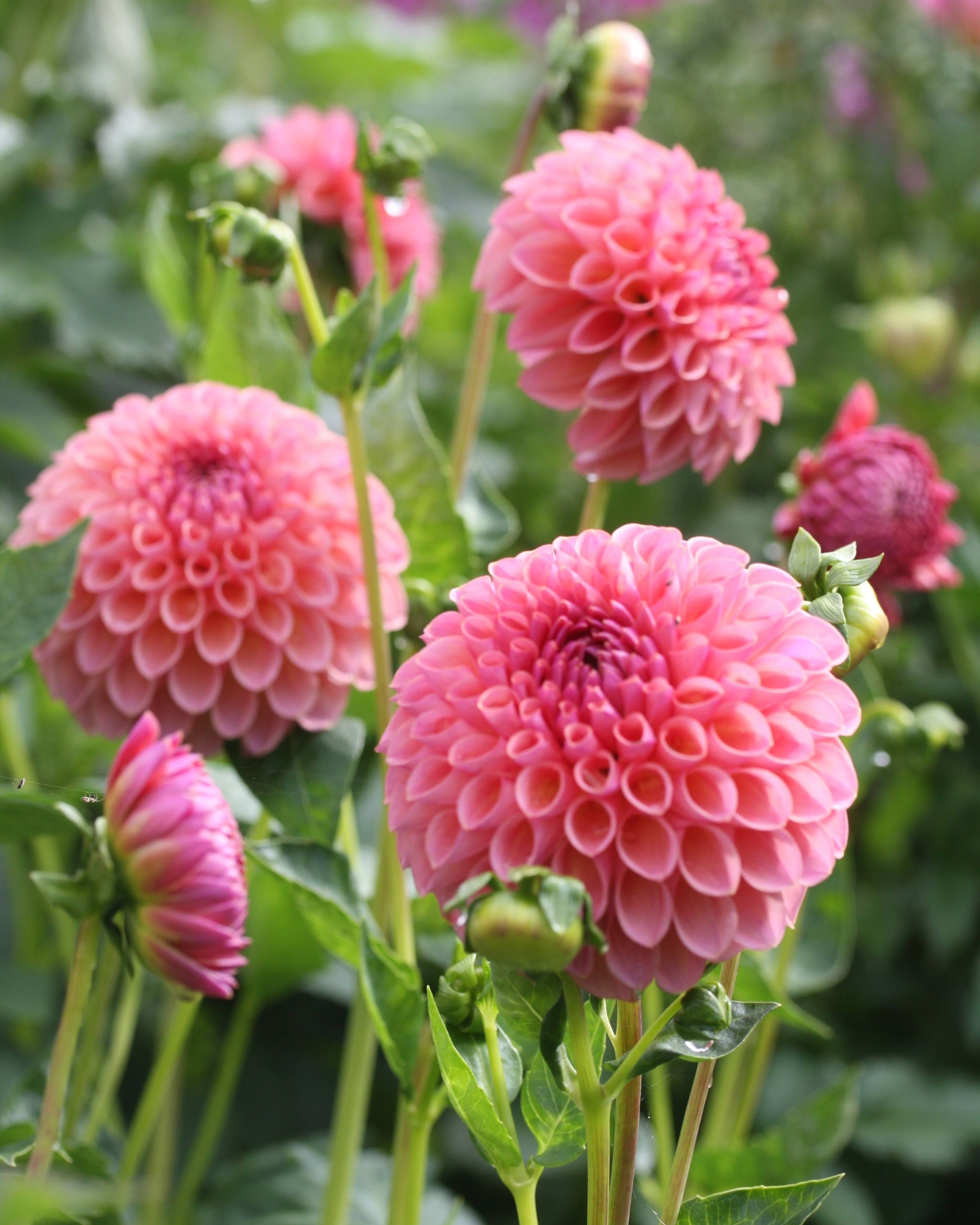 Nærbilde av Georgine Hapet Coppery blomst med varme kobbertoner