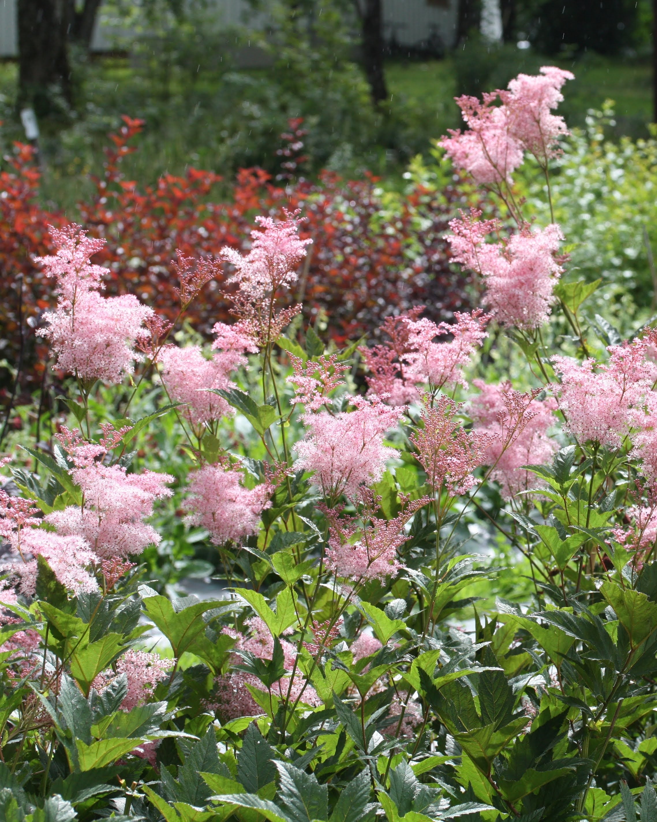 Filipendula rubra Venusta i hagebed - barrotplante herdighet H5