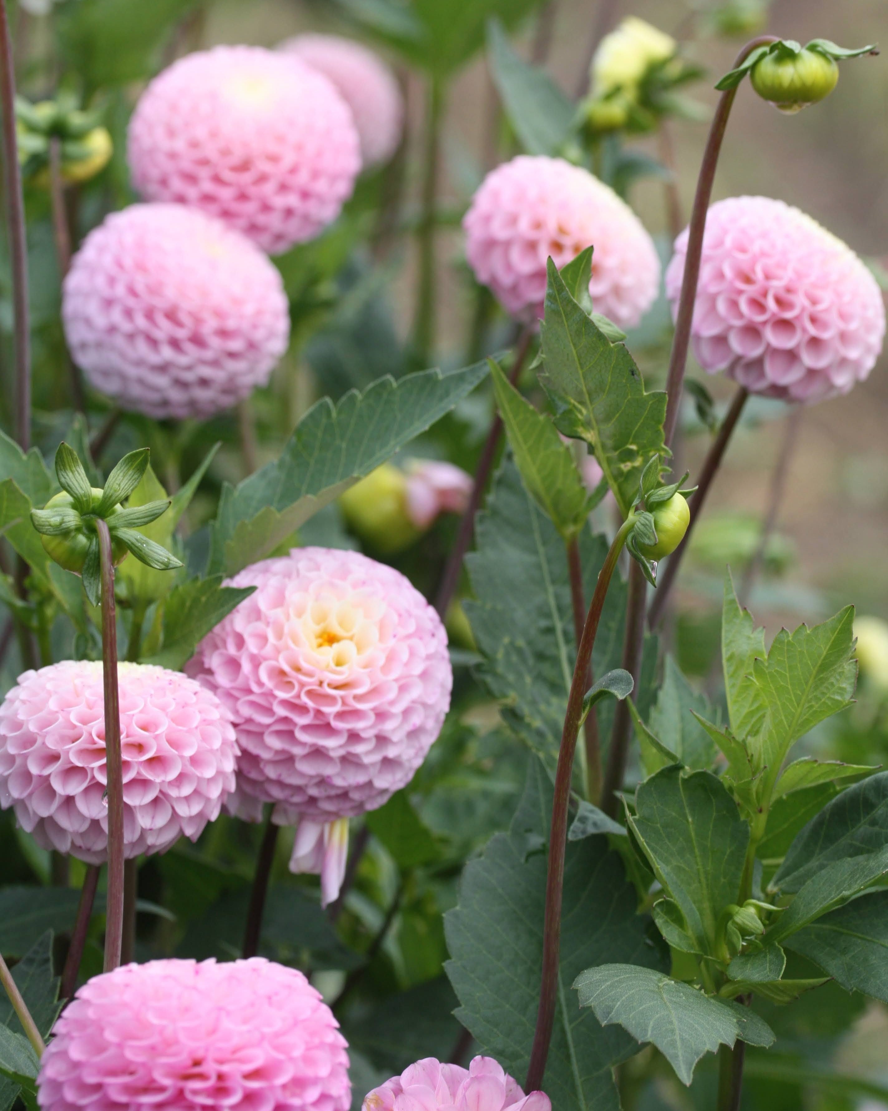 Georgine Maaike - vakker dekorativ georgine for hagen