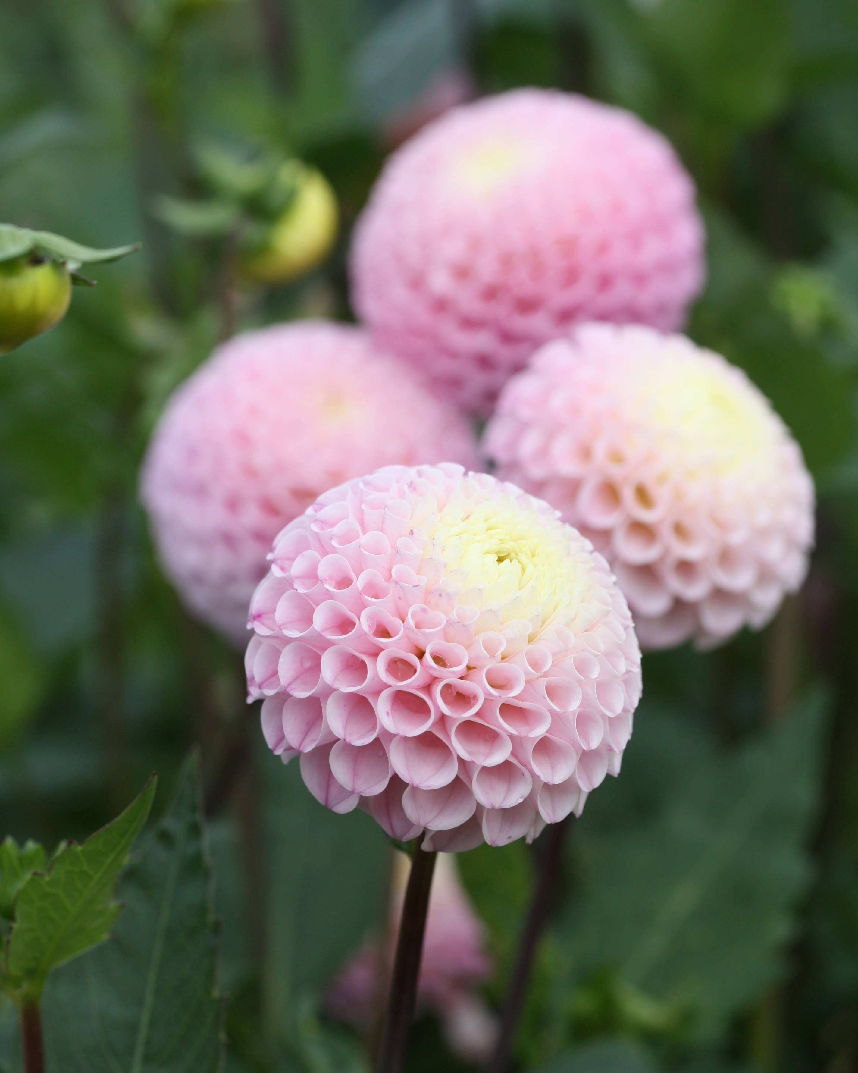 Nærbilde av Georgine Maaike dekorativ georgine blomst