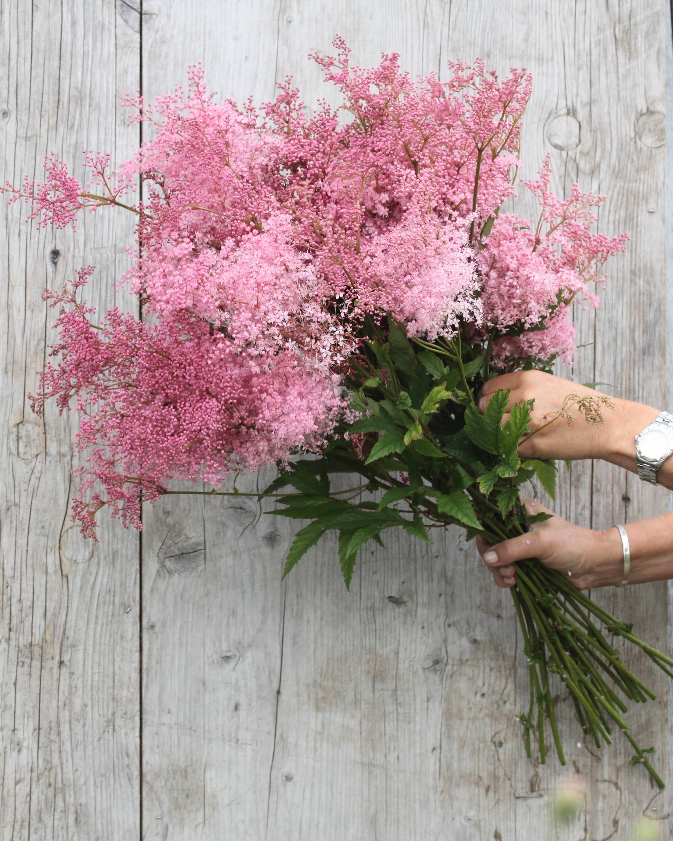 Filipendula rubra Venusta i full blomstring - høy staude for fuktig jord