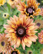Rudbeckia Sahara bukett – kobbertoner og terrakotta som snittblomst