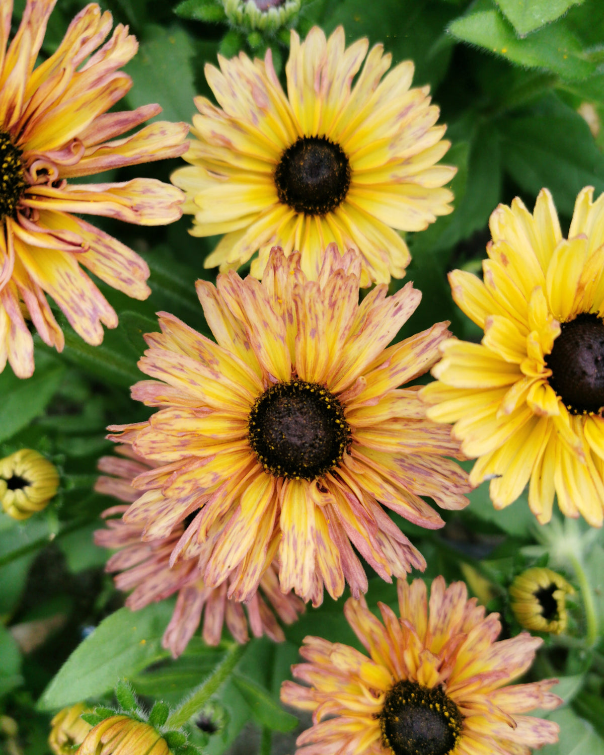 Lodnesolhatt Sahara frøpakke – ettårig, 60–70 cm høy med varierende blomsterfarger