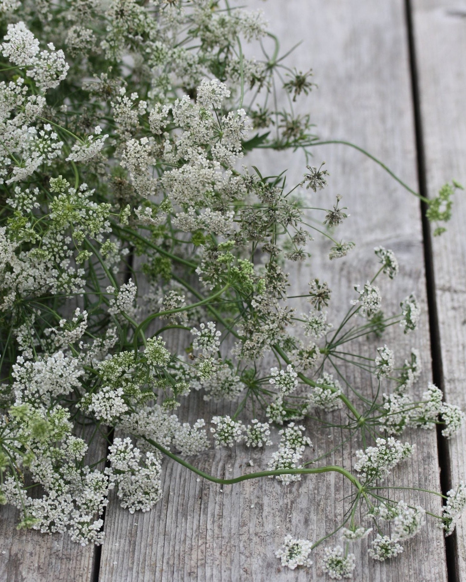 Ammi majus Queen of Africa i hagen med flere blomsterskjermer