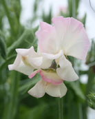 Erteblomst High Society i hagen med rosa og hvite blomster