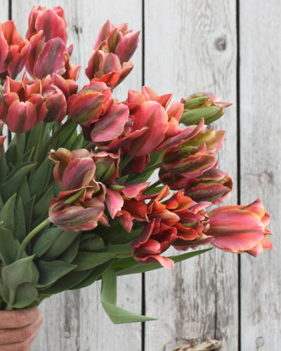 Tulipan Artist 10 stk