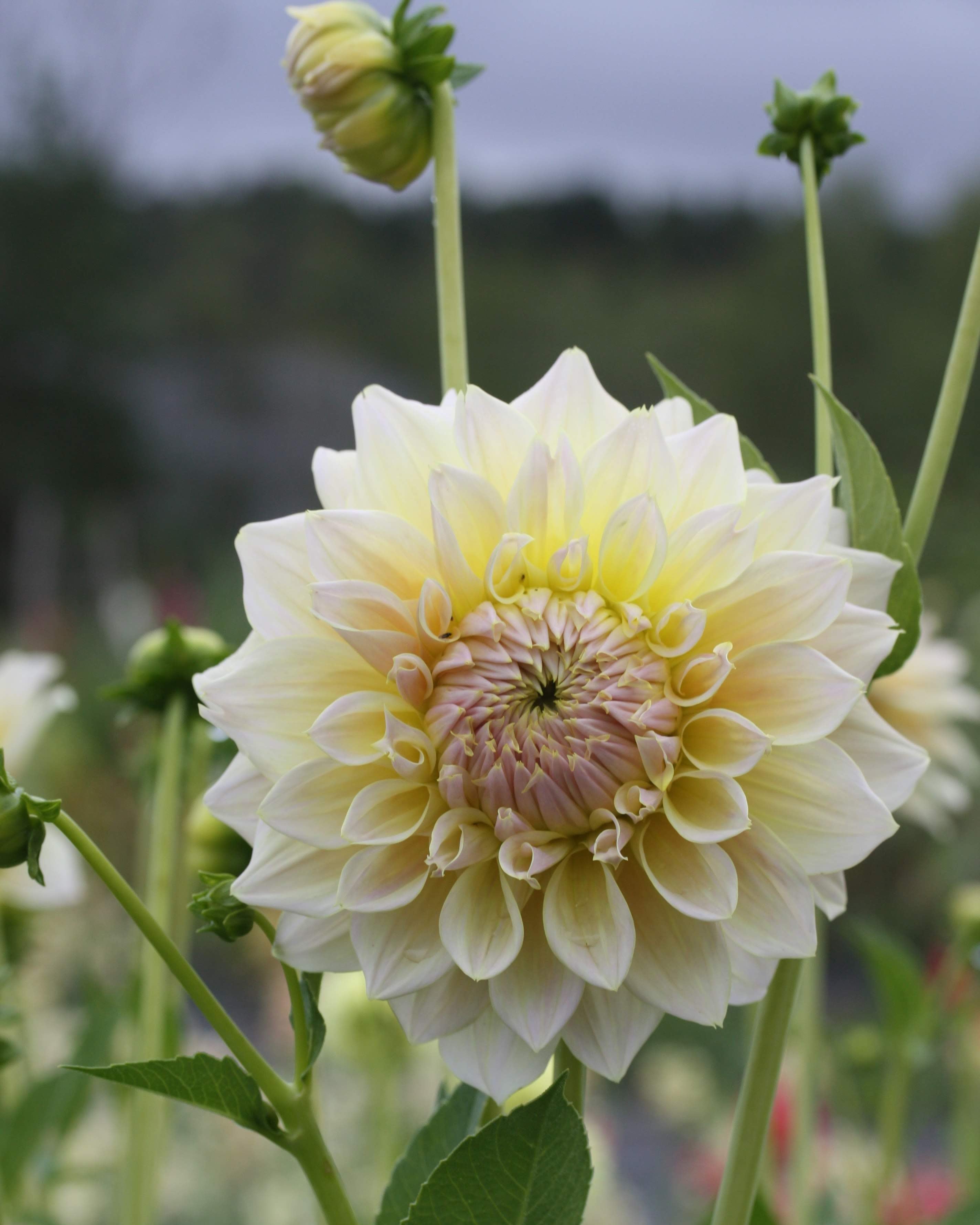 Alloway Cottage georgine i hagen - plante med blomster på stilk