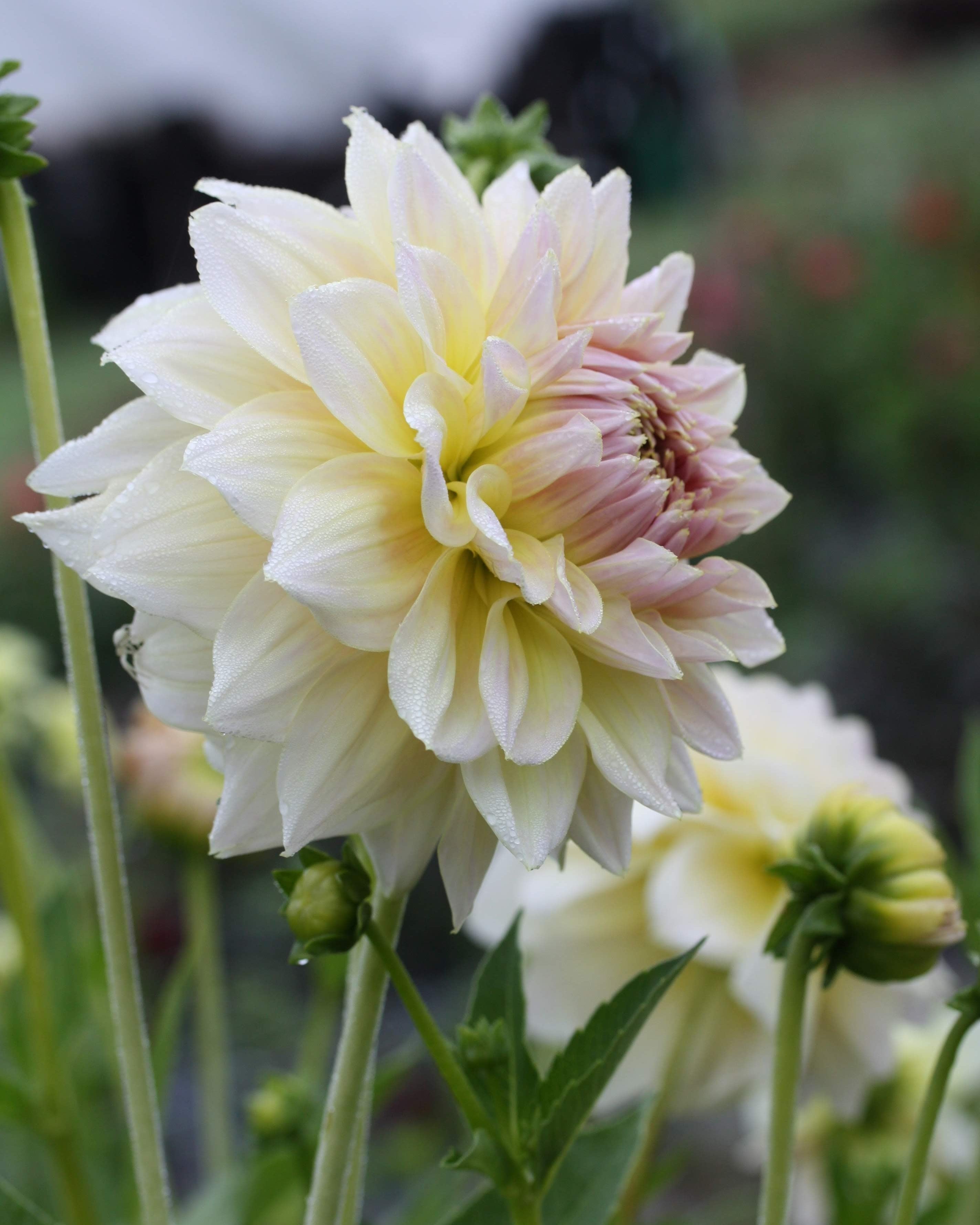 Alloway Cottage georgine - detaljbilde av blomstens form og kronblader