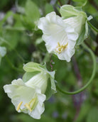 Klokkeranke Hvit (Cobea scandens 'Alba') med store hvite klokkeformede blomster