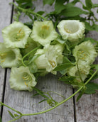 Hvite klokkeranke-blomster med grønnlige knapper og mørkegrønt bladverk