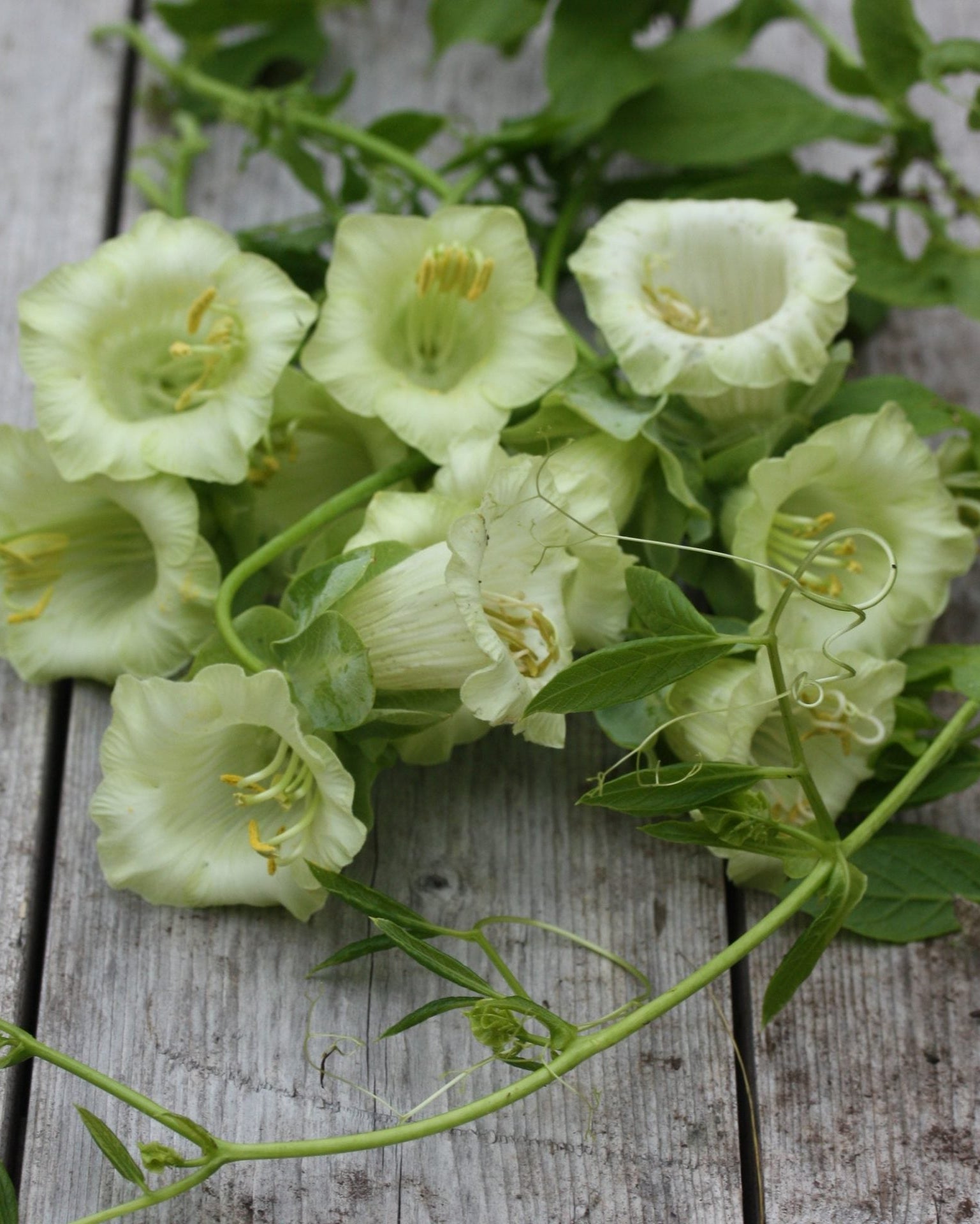 Hvite klokkeranke-blomster med grønnlige knapper og mørkegrønt bladverk