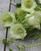 Nærbilde av Klokkeranke Hvit blomst med elegante hvite kronblad