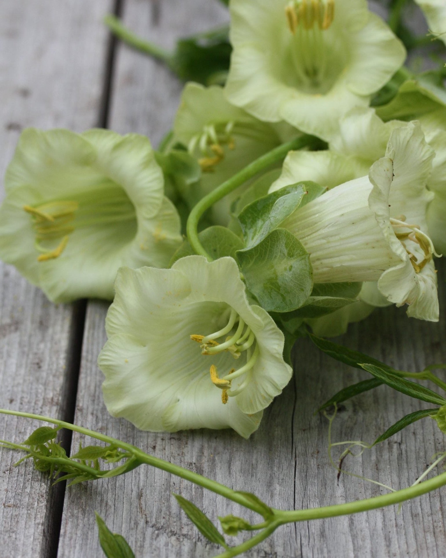 Nærbilde av Klokkeranke Hvit blomst med elegante hvite kronblad