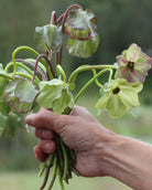 Klokkeranke Hvit klatreplante med frodig grønt bladverk og hvite blomster