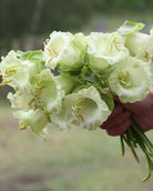 Klokkeranke Hvit blomst i full blomstring, spennende og uvanlig snittblomst
