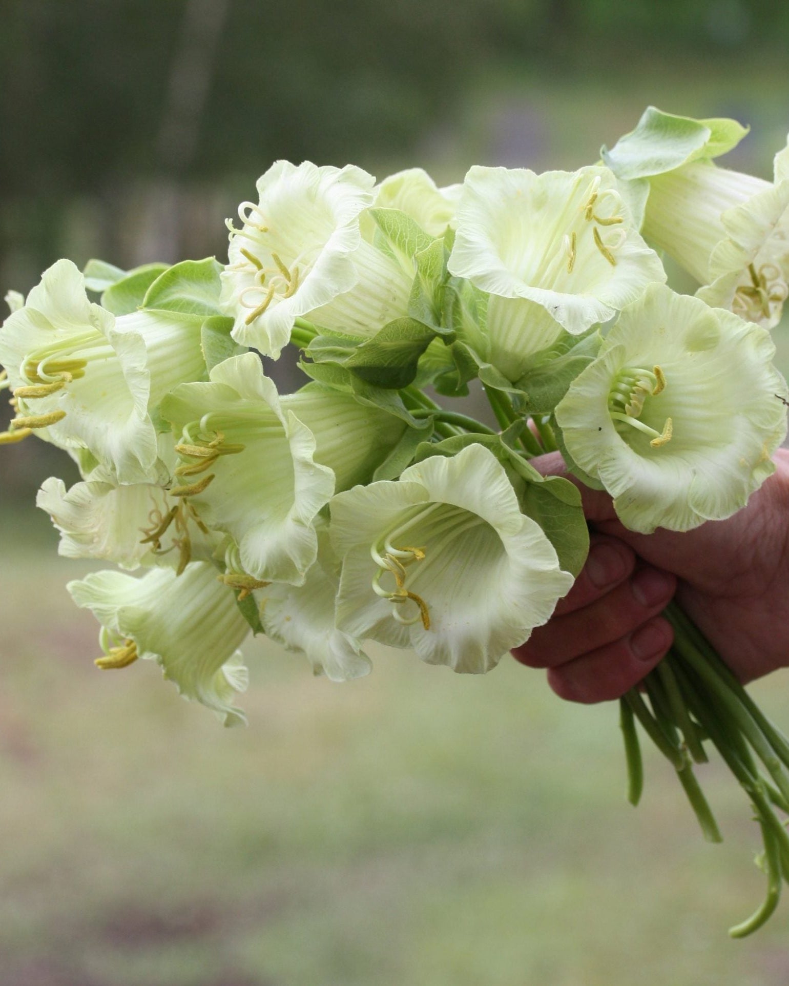 Klokkeranke Hvit blomst i full blomstring, spennende og uvanlig snittblomst