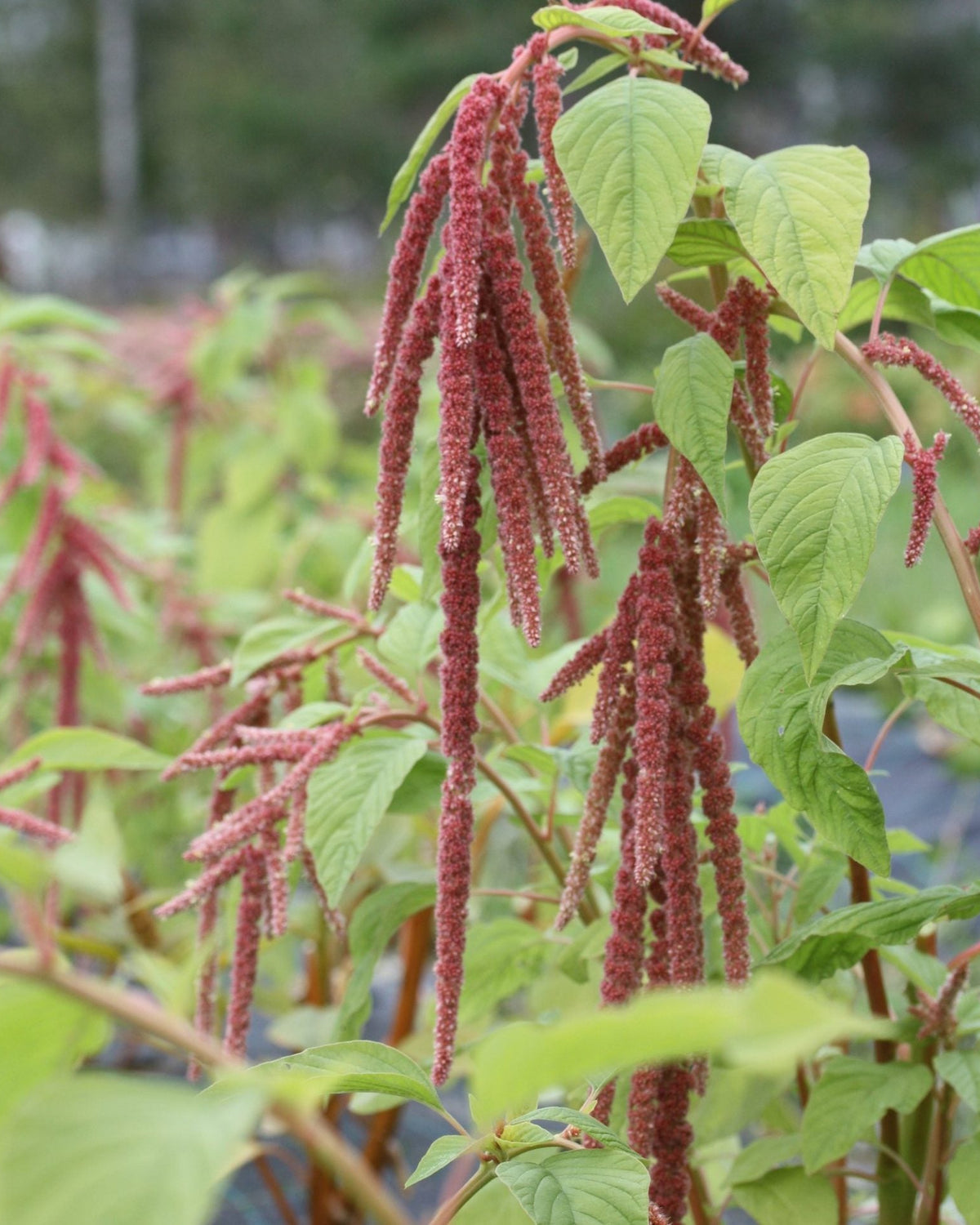Amarant Coral Fountain – ettårig amarant med lange, draperende blomsterspir i støvet korall, egnet for tørking