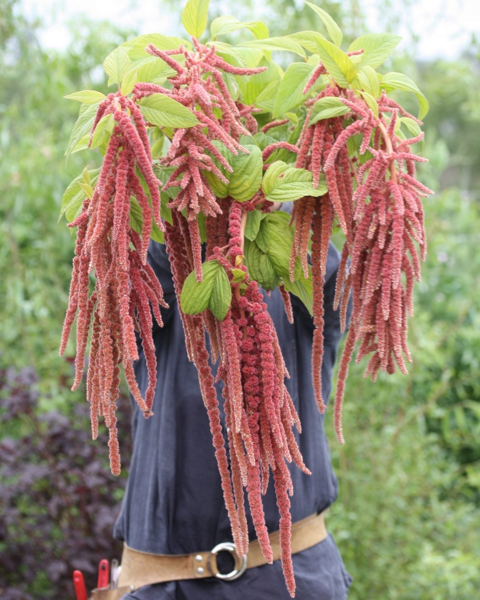Amarant Coral Fountain – lange, hengende blomsterstander i gammelrosa og støvet korallrosa, ca. 80 cm høy