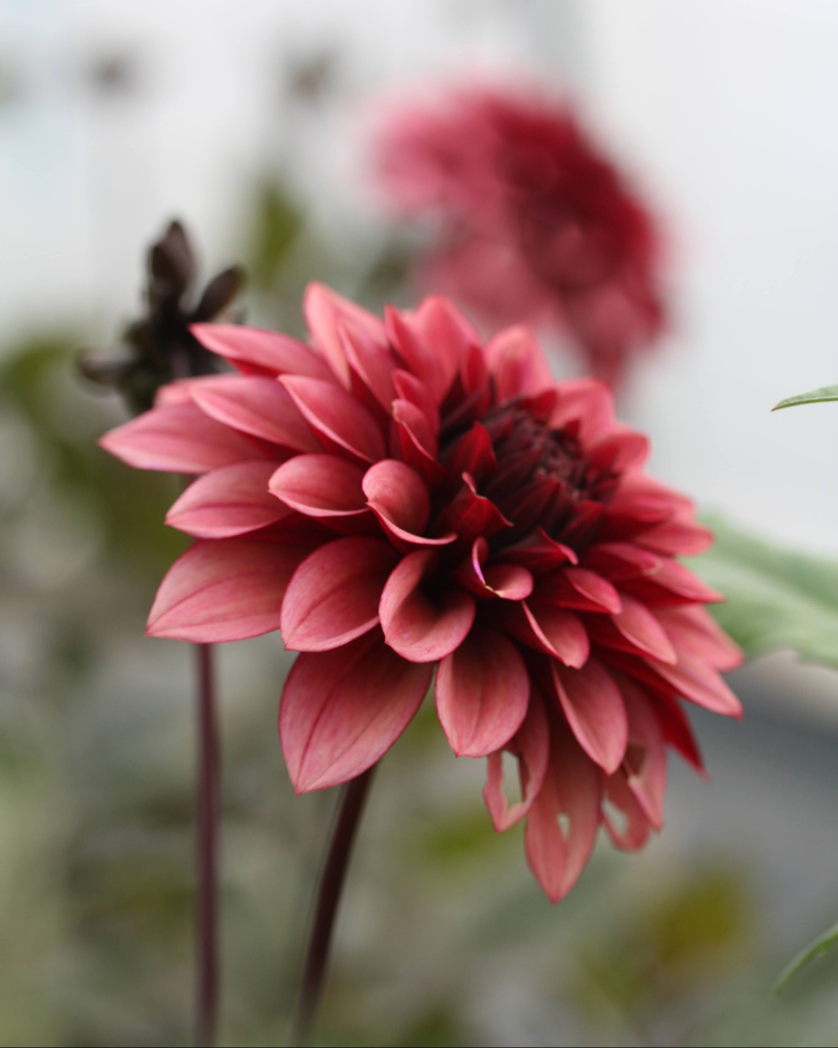 Georgine Night Silence dekorativ blomst burgunder rosa lattebrunt i full blomst