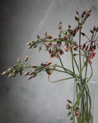 Honningløk Allium nectaroscordum – gruppe av nikkende blomster i bevegelse over hagebedet