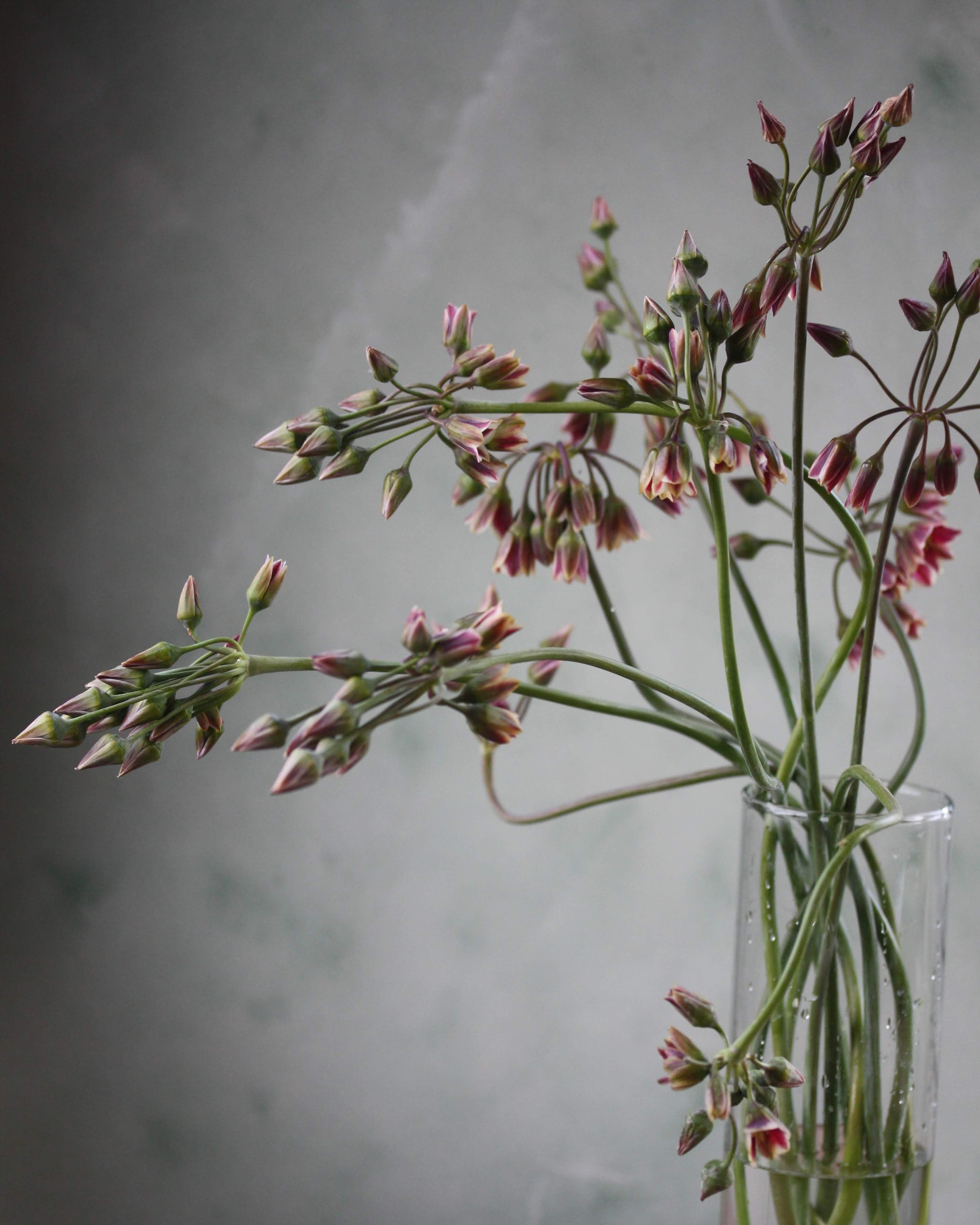 Honningløk Allium nectaroscordum – gruppe av nikkende blomster i bevegelse over hagebedet