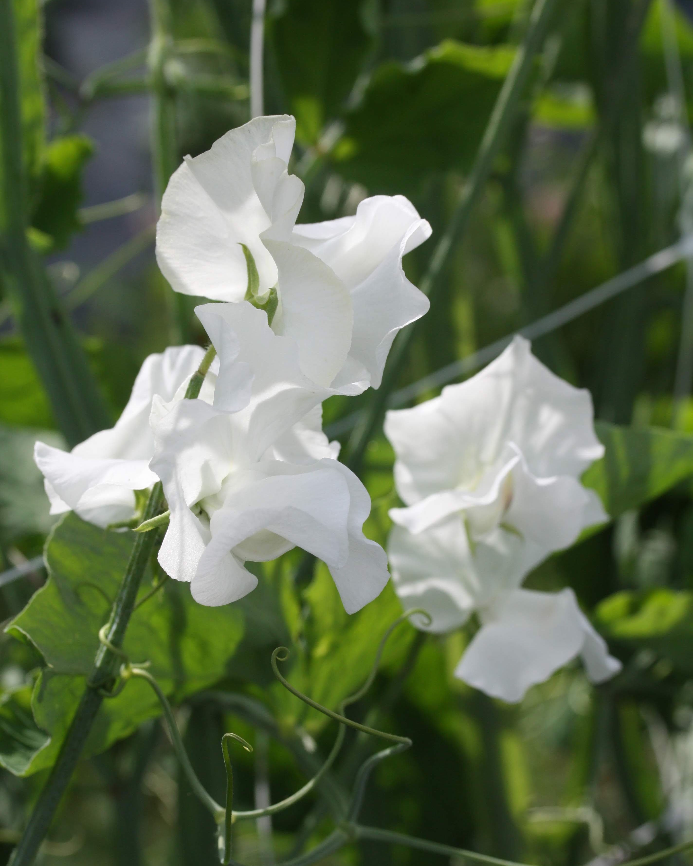 Erteblomst Polar Star med store rene hvite blomster