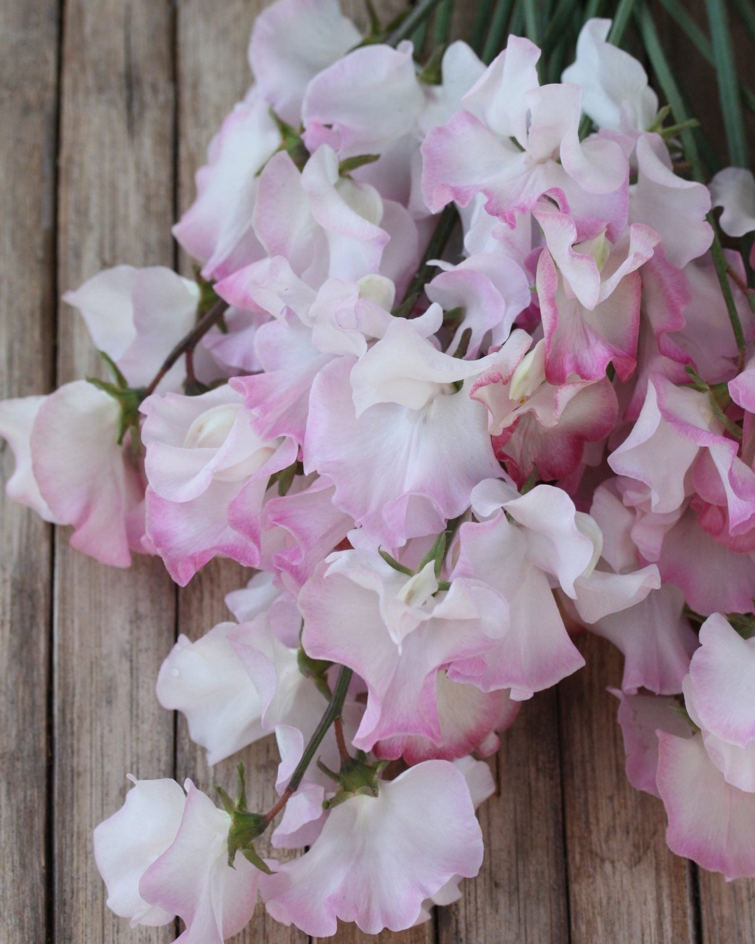 Erteblomst Anniversary som snittblomst med lange stengler