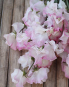 Erteblomst High Society med tofarget blomster i rosa og hvitt