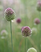 Kuleløk Allium sphaerocephalon – lange slanke stilker med mørke blomsterhoder, høyde ca. 60–80 cm