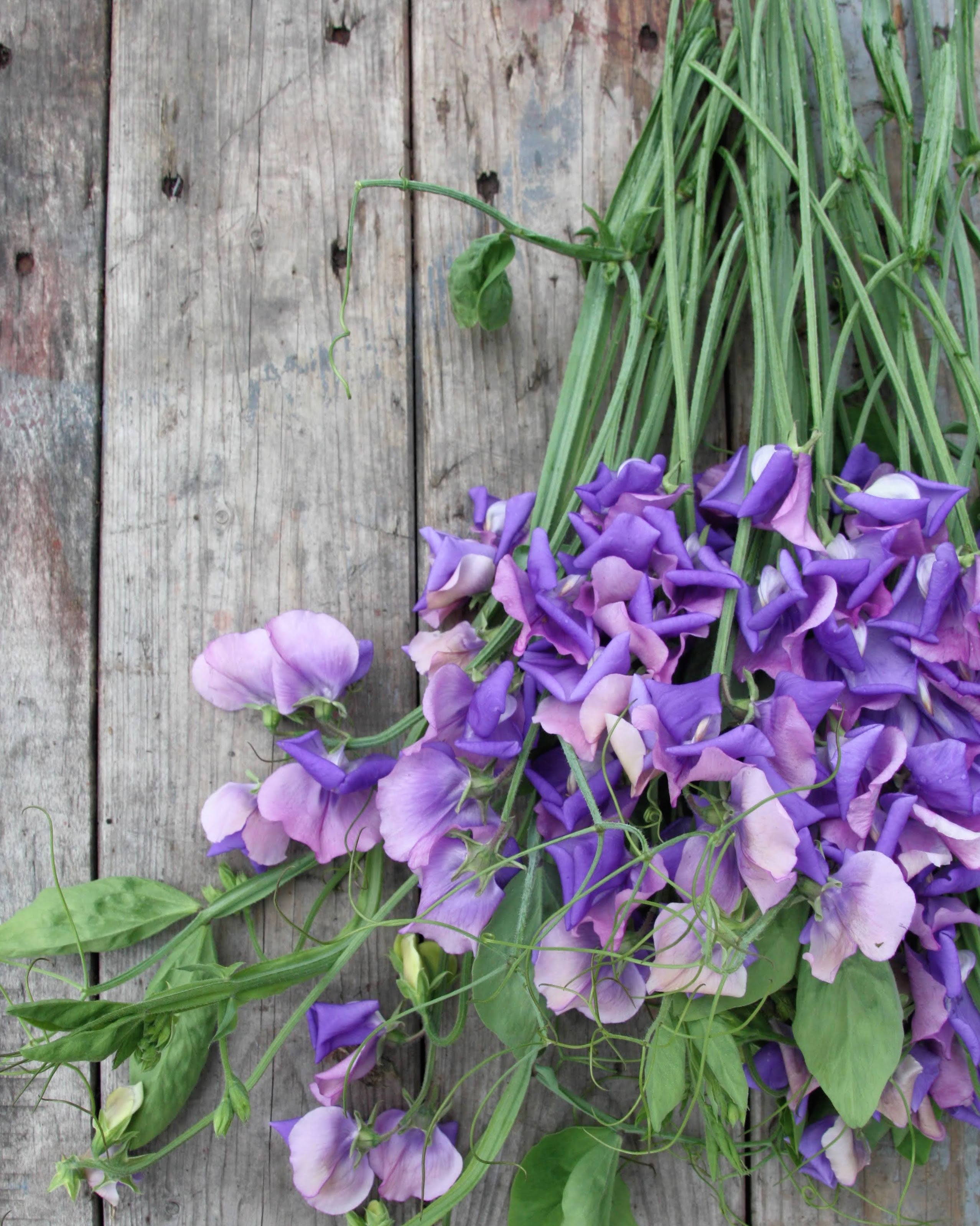Erteblomst Erewhon som snittblomst med lavendellilla og rosa nyanser