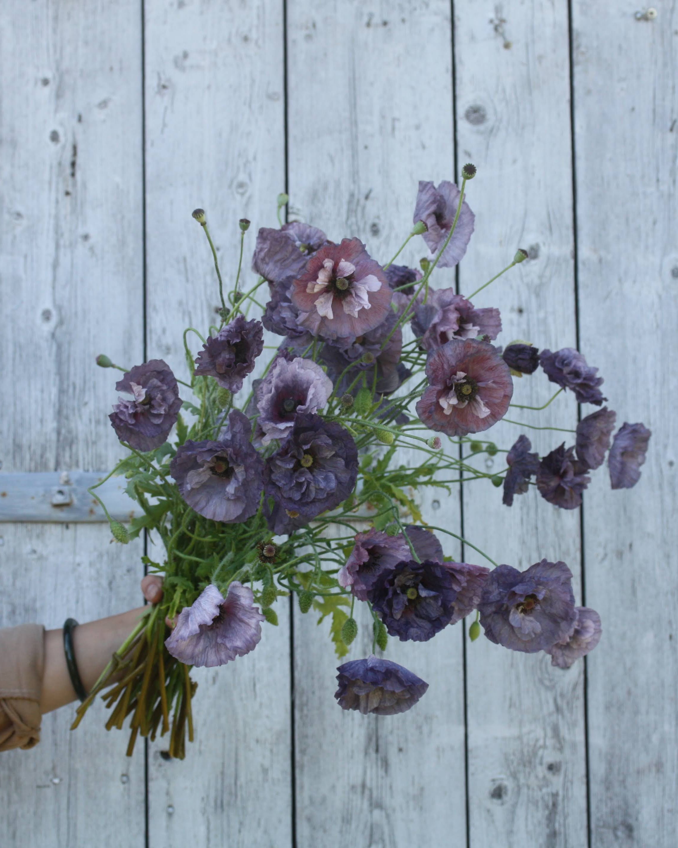 Kornvalmue Amazing Grey i hagen – rik blomstring med varierende farger fra plante til plante