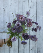 Kornvalmue Amazing Grey i hagen – rik blomstring med varierende farger fra plante til plante