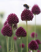 Kuleløk Allium sphaerocephalon – gruppe av burgunderrøde kuleløk som stikker opp over sommerbeplantning