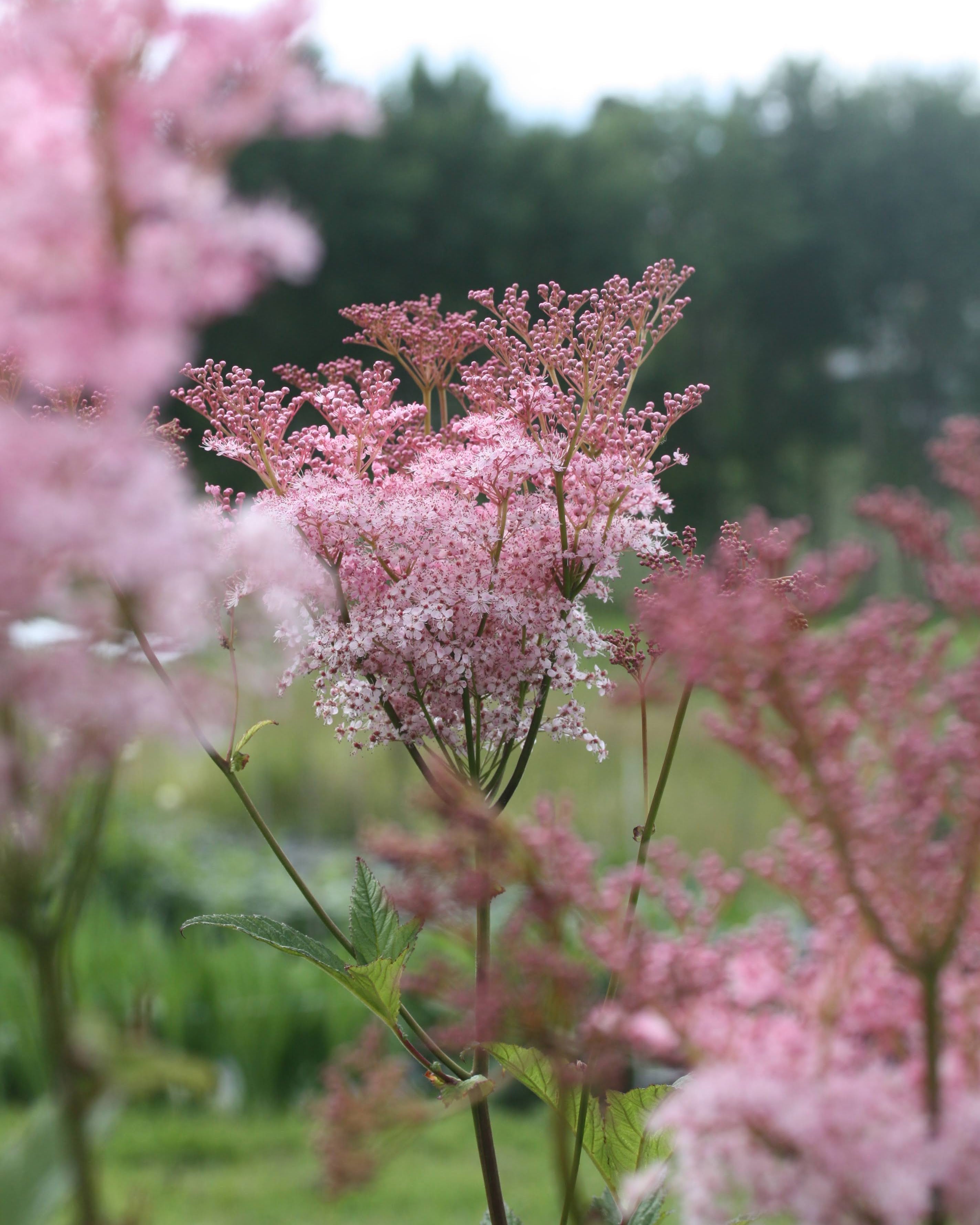 Præriemjødurt Venusta med luftige rosa blomsterskyer - norsk staude