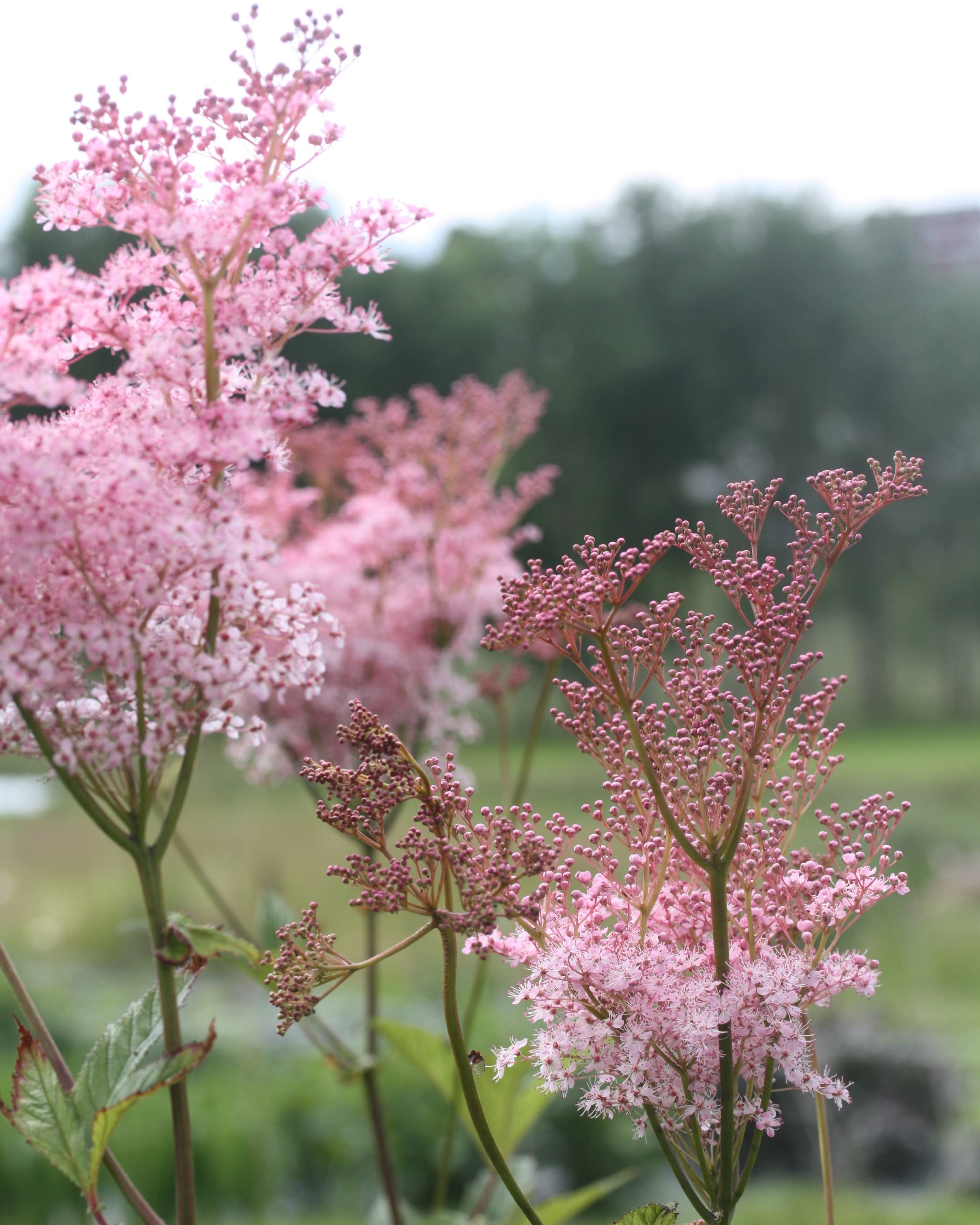 Præriemjødurt Venusta blomsterdetalj - rosa mjødurt for sol og halvskygge