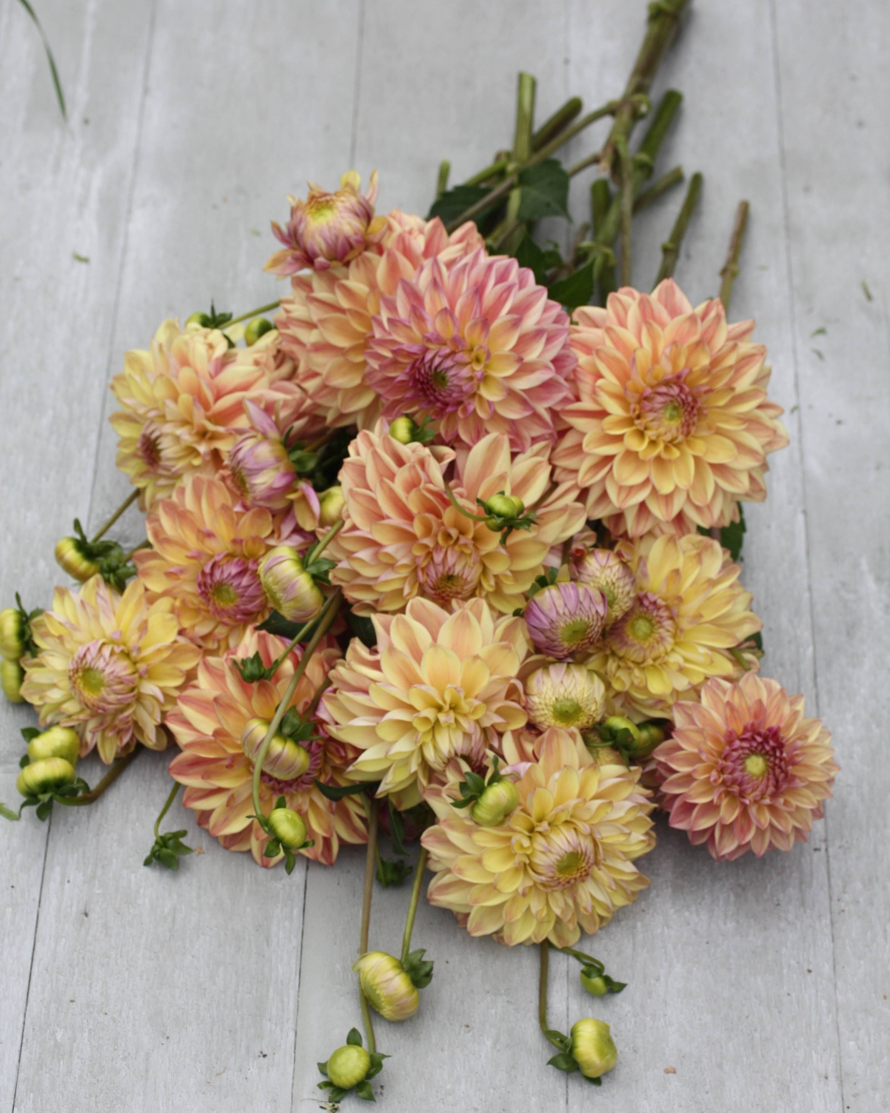 Georgine Dusty Beauty - Georgineblomst som viser sortens unike støvete rosa og mauve uttrykk