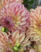 Georgine Dusty Beauty - Nærbilde av blomst med elegante kronblader i rosa og mauve toner