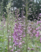 Ridderspore Astolat med rosa og laksfarget halvfylte blomster på høy stengel