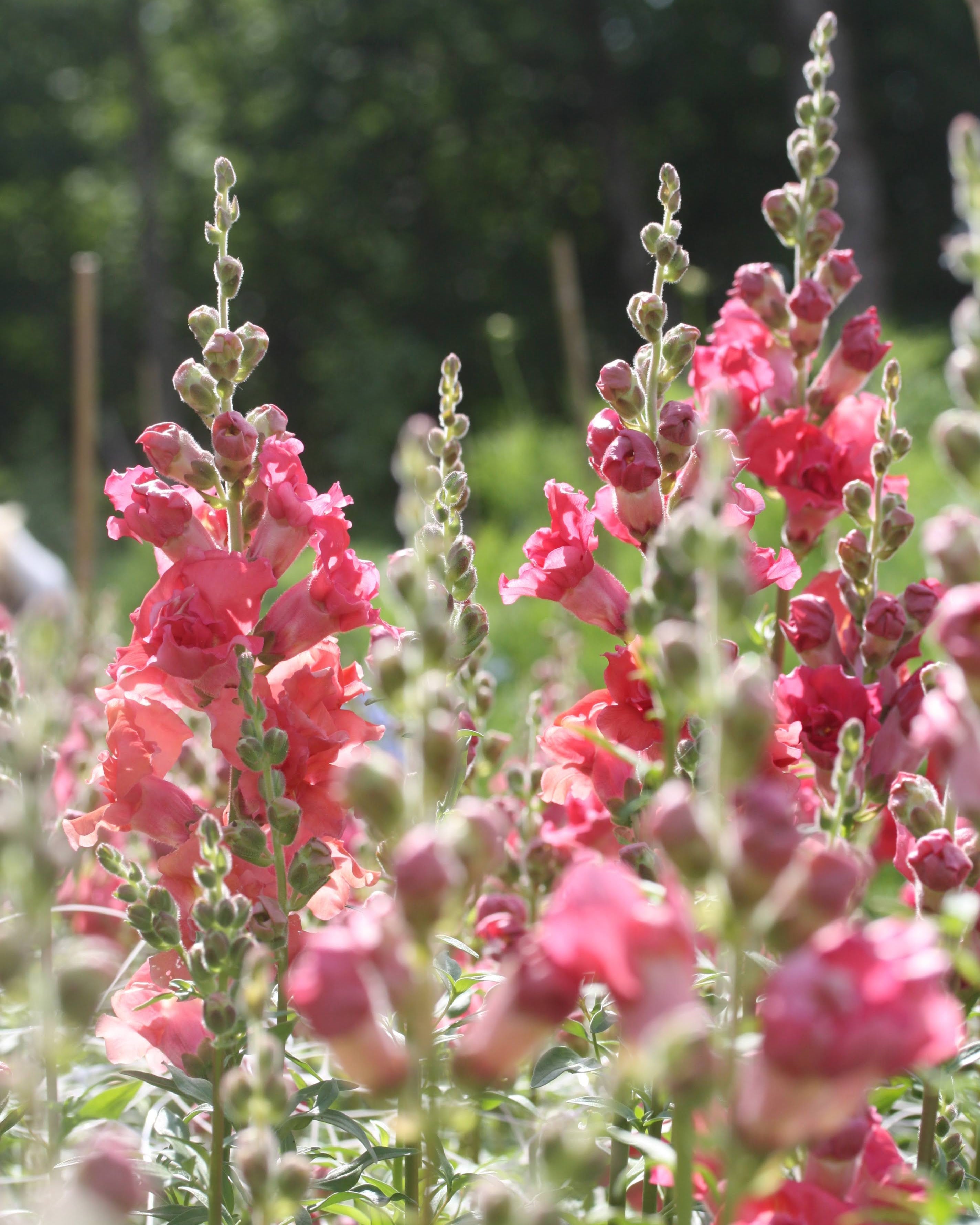 Løvemunn Madam Butterfly Cherry Bronze - detaljbilde av fylte løvemunnblomster ibringebærrosa og bronse
