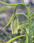 Hvit rutelilje Fritillaria meleagris Alba – nærbilde av blyg hvit klokke uten rutemønster