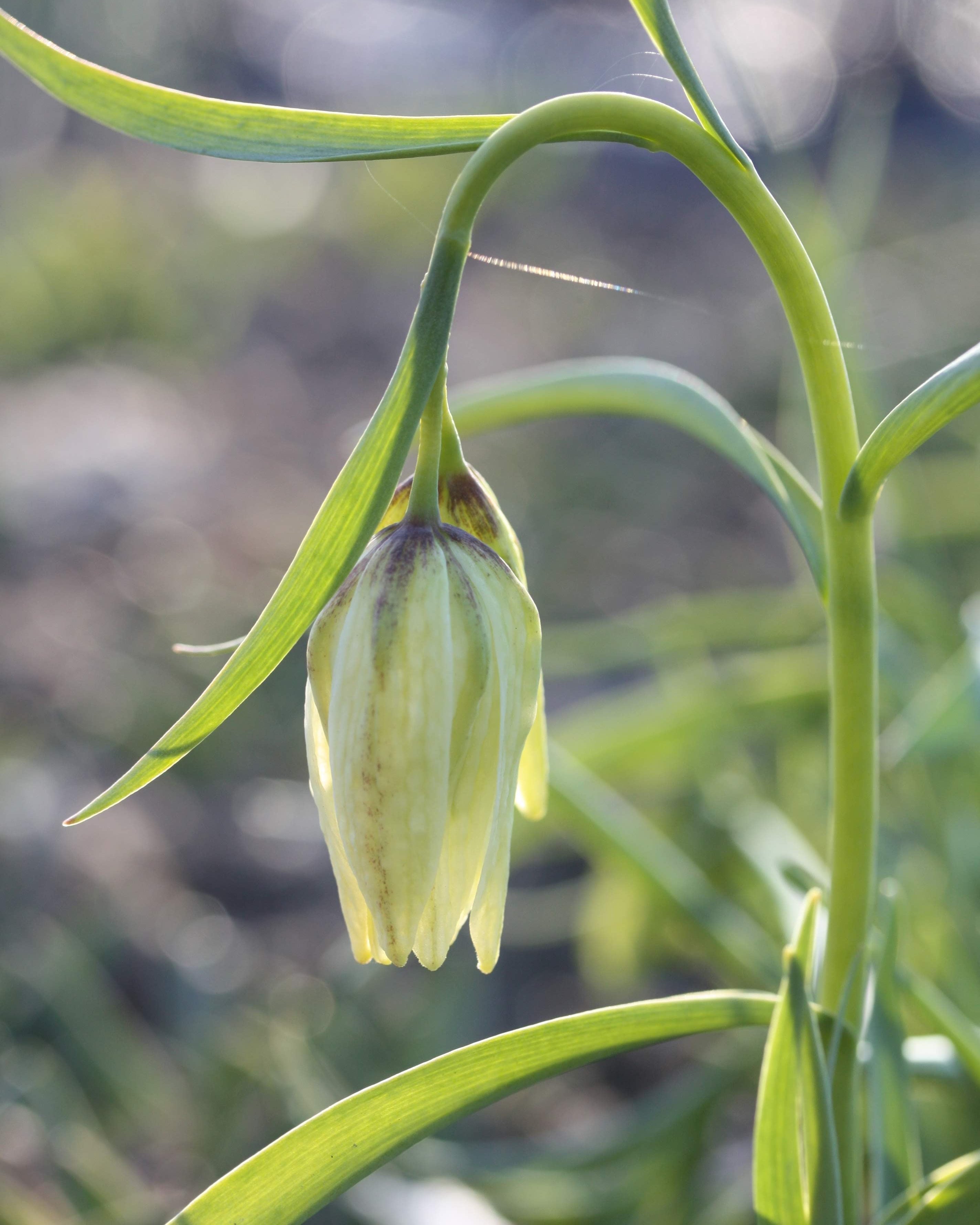 Hvit rutelilje Fritillaria meleagris Alba – nærbilde av blyg hvit klokke uten rutemønster