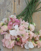 Erteblomst spring sunshine champagne med lyse, store blomster i champagnerosa