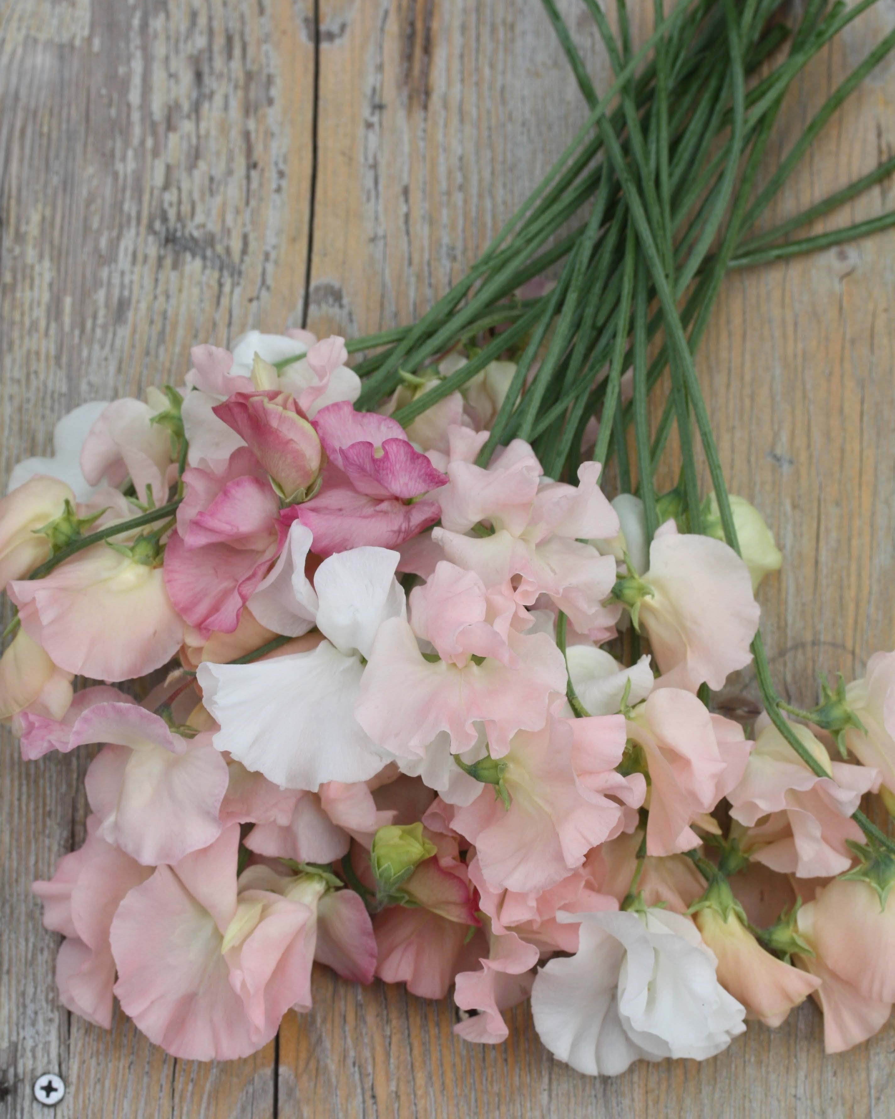 Erteblomst spring sunshine champagne med lyse, store blomster i champagnerosa