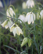 Hvit rutelilje Fritillaria meleagris Alba – liten gruppe av hvite ruteliljer i vårbed