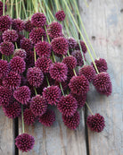 Kuleløk Allium sphaerocephalon – senblomstre prydløk i juli sammen med stauder og sommerblomster