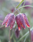 Rutelilje Fritillaria meleagris – liten koloni av ruteliljer i tidlig vårbed