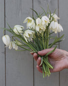 Hvit rutelilje Fritillaria meleagris Alba – flerårig hvit vårblomst som formerer seg i hagen