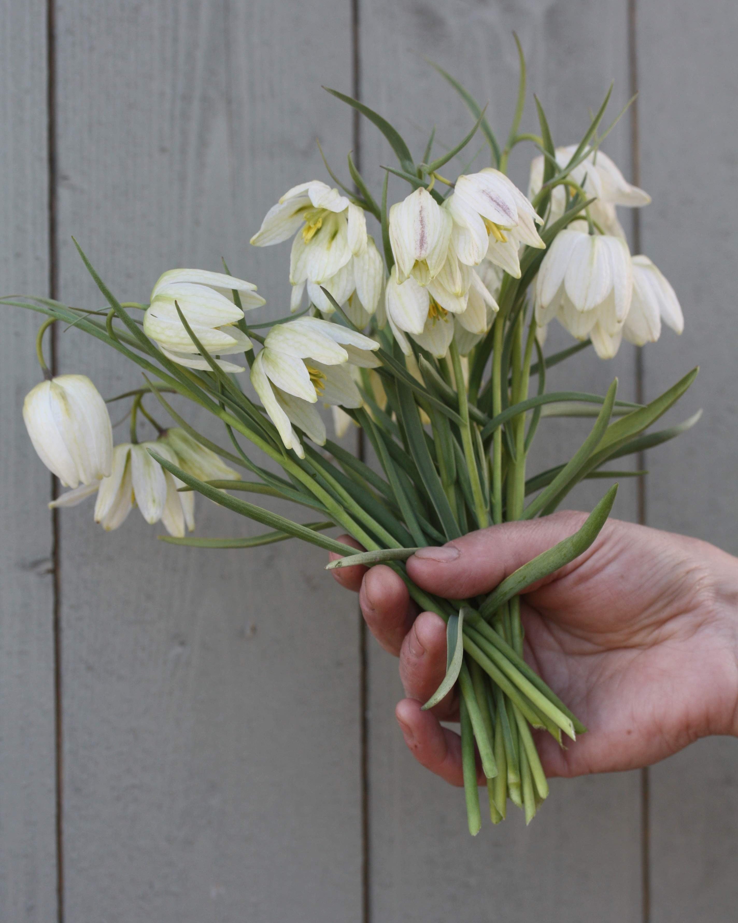 Hvit rutelilje Fritillaria meleagris Alba – flerårig hvit vårblomst som formerer seg i hagen