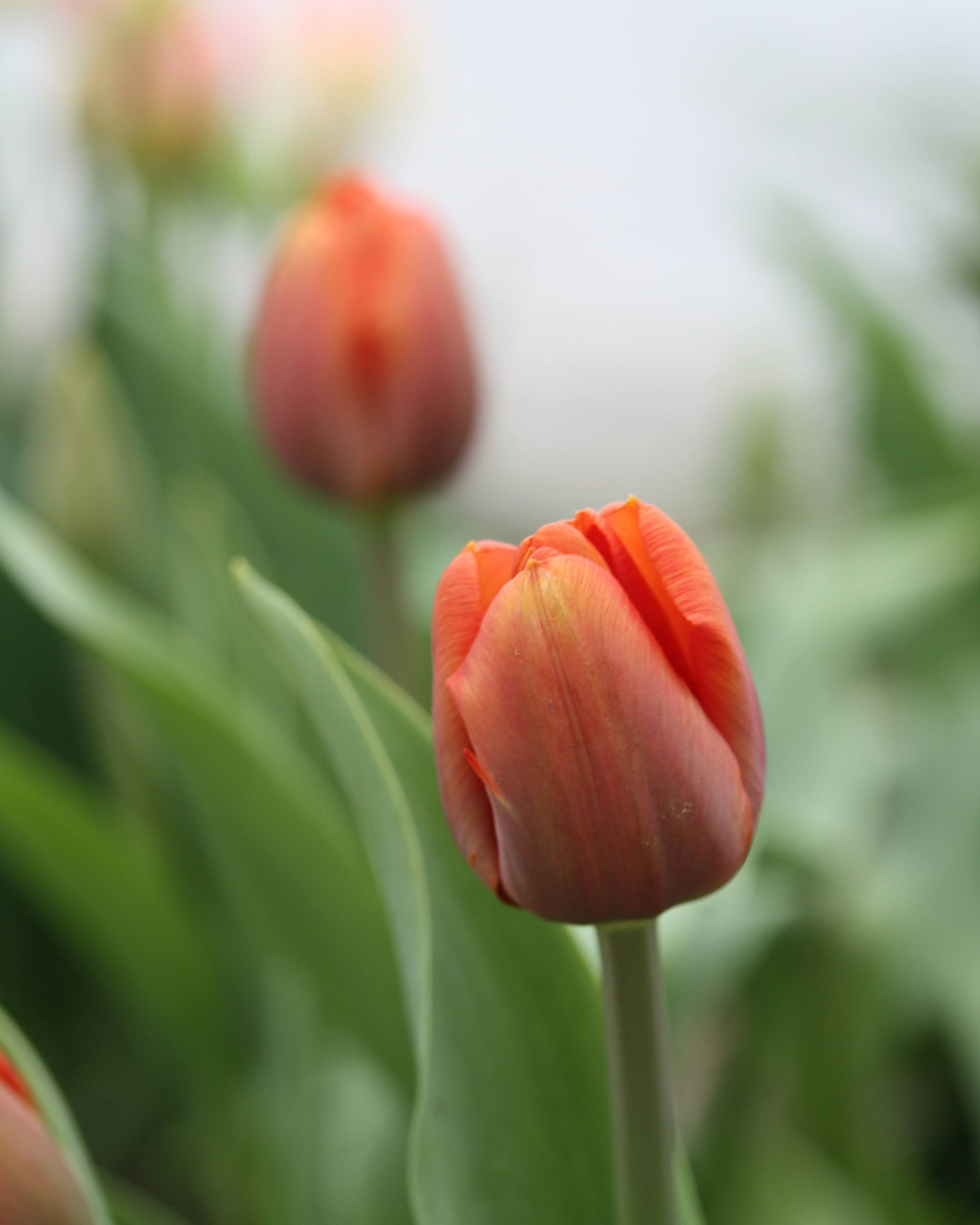 Tulipan Brown Sugar – lukket knopp i varme bronse- og kobbertoner